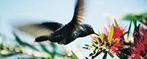 Kolibris, Edelsteine der Anden